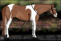 Horse Color:Chestnut Splash Tobiano Frame