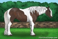 Horse Color:Silver Bay Tobiano 