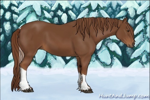 Horse Color:Chestnut Tobiano