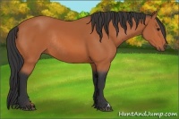Horse Color:Bay Rabicano 