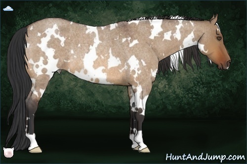Horse Color:White Spotted Bay Roan Dun Rabicano 