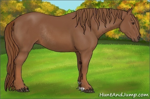 Horse Color:Chestnut Rabicano 