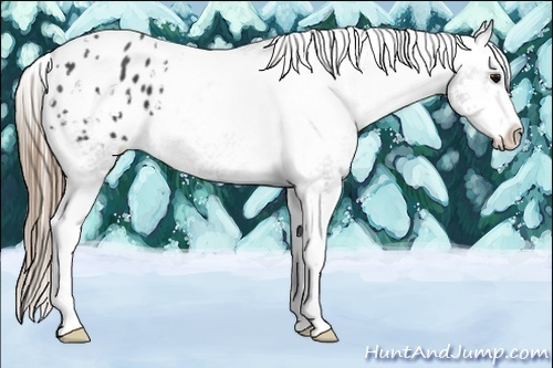 Horse Color:Smoky Black Sabino Appaloosa 