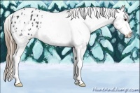 Horse Color:Smoky Black Sabino Appaloosa 