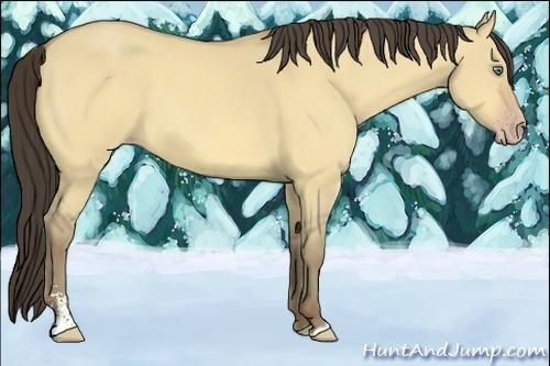 Horse Color:Amber Cream Champagne Dun Sabino 