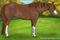 Horse Color:Chestnut 