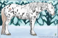 Horse Color:Liver Chestnut Appaloosa 