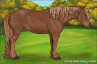 Horse Color:Chestnut  Brindle