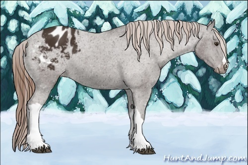 Horse Color:Liver Chestnut Appaloosa