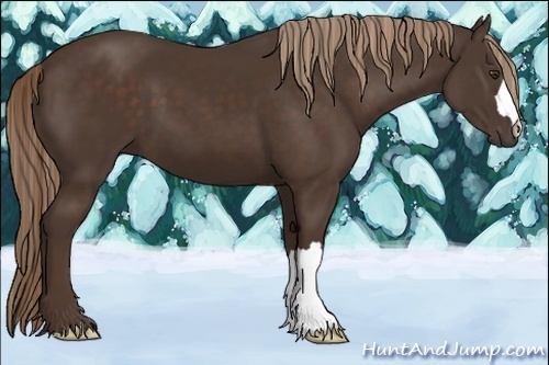 Horse Color:Liver Chestnut 
