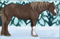 Horse Color:Liver Chestnut