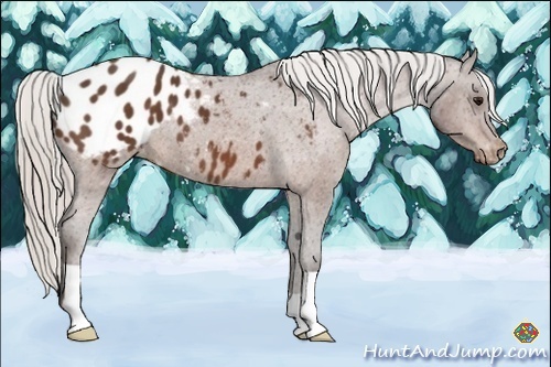 Horse Color:Silver Bay Appaloosa 