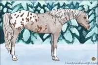 Horse Color:Silver Bay Appaloosa 