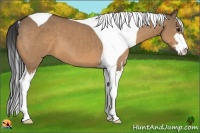 Horse Color:Bay Dun Sabino Tobiano 