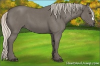 Horse Color:Silver Blue Roan
