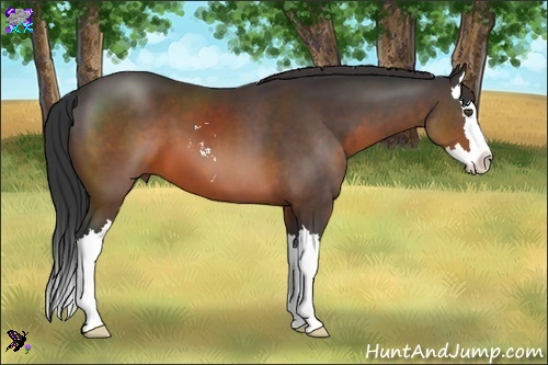 Horse Color:Brown Sabino Splash 