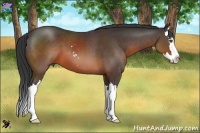 Horse Color:Brown Sabino Splash