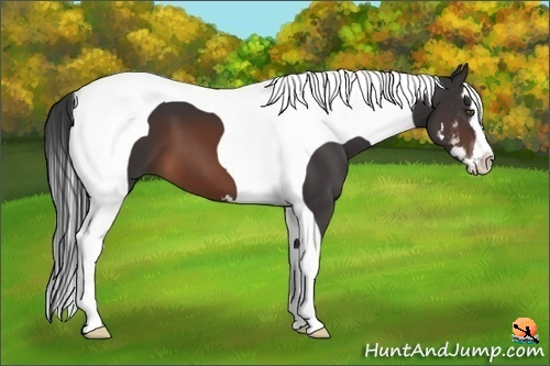 Horse Color:Brown Splash Tobiano Frame 