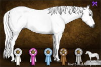 Horse Color:Gray Silver Bay 