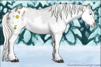 Horse Color:Silver Black Splash Appaloosa