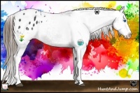 Horse Color:White Spotted Black Splash Appaloosa 