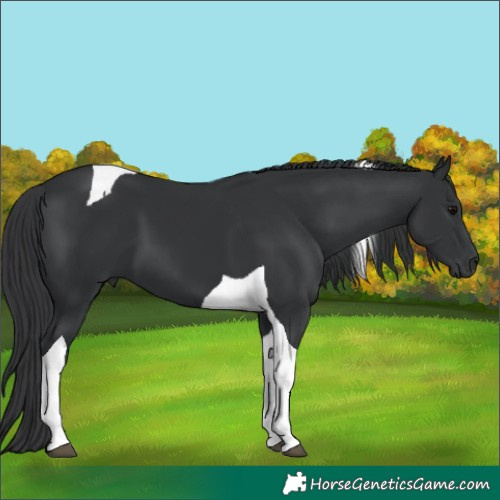Horse Color:Black Tobiano 