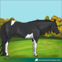 Horse Color:Black Tobiano 