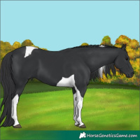 Horse Color:Black Tobiano