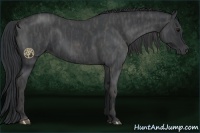Horse Color:Blue Roan  Brindle