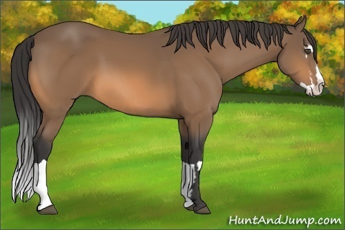 Horse Color:Buckskin Splash Frame 