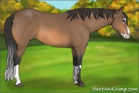 Horse Color:Buckskin Splash Frame 