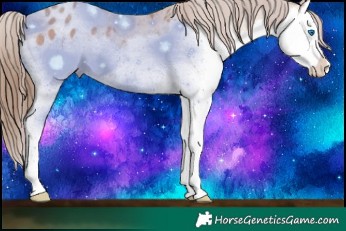 Horse Color:Amber Champagne Splash Appaloosa Rabicano 