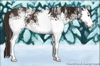 Horse Color:White Spotted Liver Chestnut 