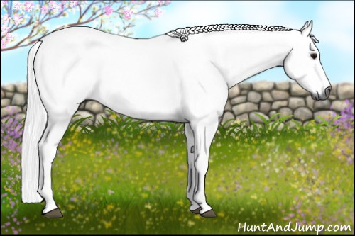 Horse Color:Gray Bay 