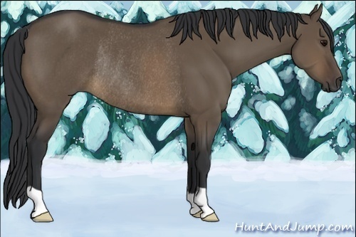 Horse Color:Brown Dun Rabicano