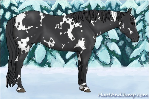 Horse Color:White Spotted Black 