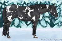 Horse Color:White Spotted Black