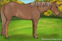 Horse Color:Red Roan 