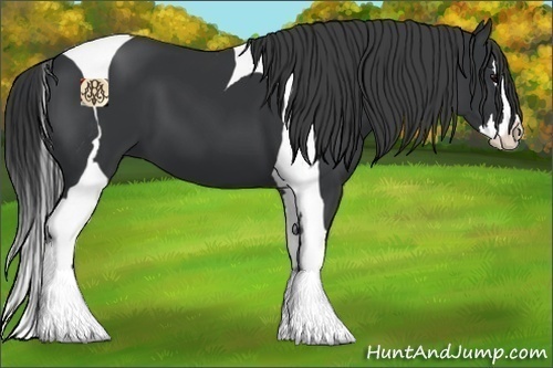 Horse Color:Black Splash Tobiano 