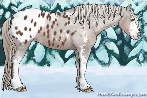 Horse Color:Liver Chestnut Sabino Appaloosa 