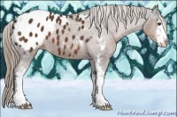 Horse Color:Liver Chestnut Sabino Appaloosa
