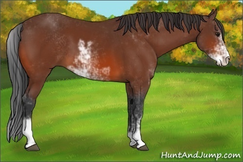 Horse Color:Bay Sabino