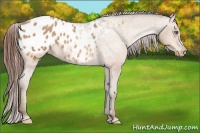 Horse Color:Amber Champagne Appaloosa 