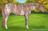 Horse Color:Chestnut Ice 