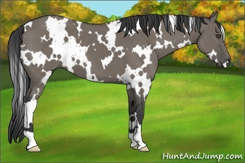 Horse Color:White Spotted Grullo 