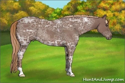 Horse Color:Red Ice Roan Rabicano 