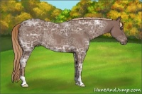 Horse Color:Red Ice Roan Rabicano 