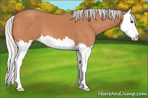Horse Color:Silver Bay Roan Splash