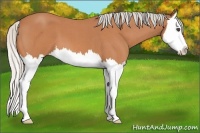 Horse Color:Silver Bay Roan Splash 