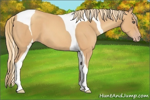 Horse Color:Gold Champagne Tobiano
